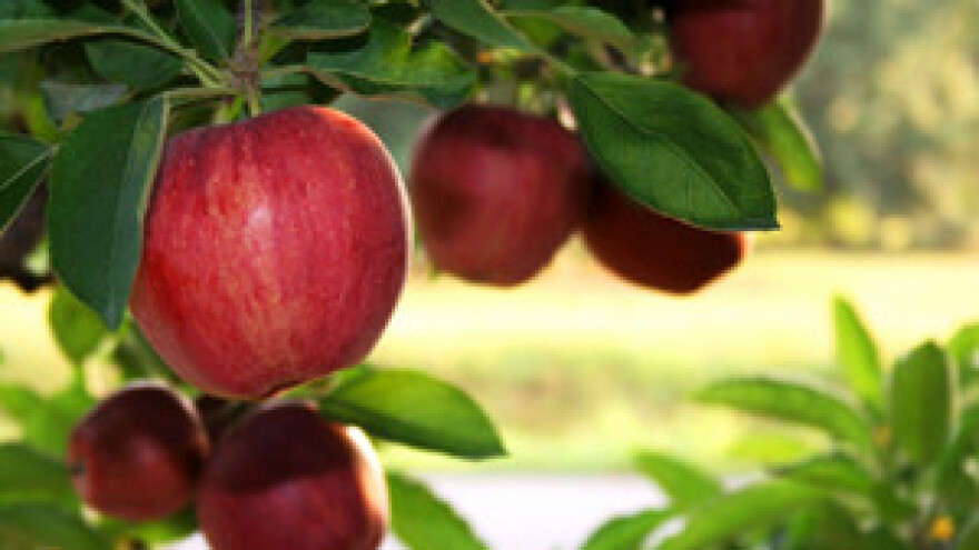 Obavite zaštitu jabuka i krušaka