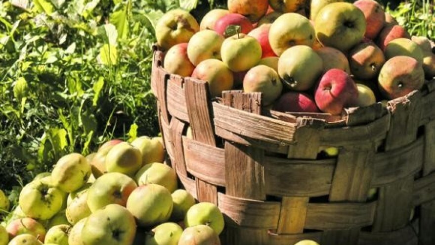 Propada pet hektara vojnog voćnjaka