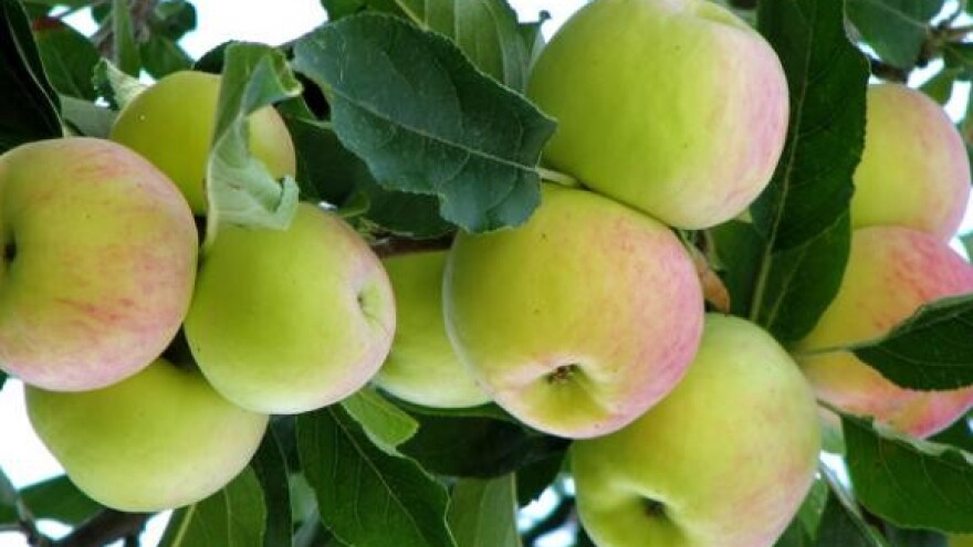 Prezentacija voćarskih strojeva