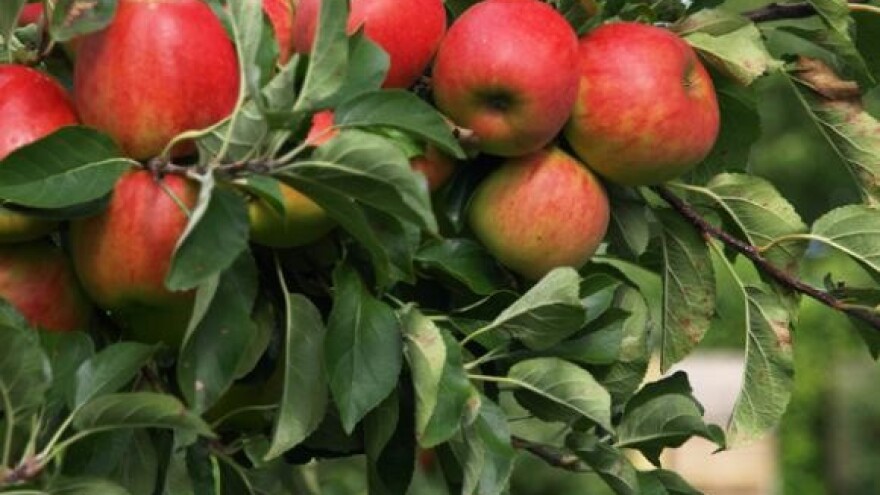 Međunarodna izložba jabuka i jabučnih proizvoda