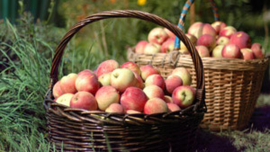 Hrvatska lani izvezla 20 tisuća tona jabuka