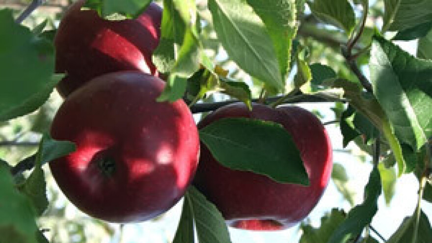 Voćnjaci postali najpoželjnija zanimacija tajkuna i biznismena