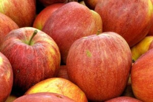 Optimalni rok berbe jabuka