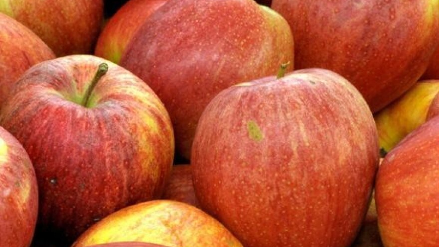 Optimalni rok berbe jabuka