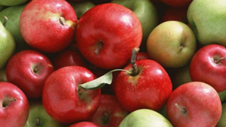 Berba jabuka uranila dva tjedna