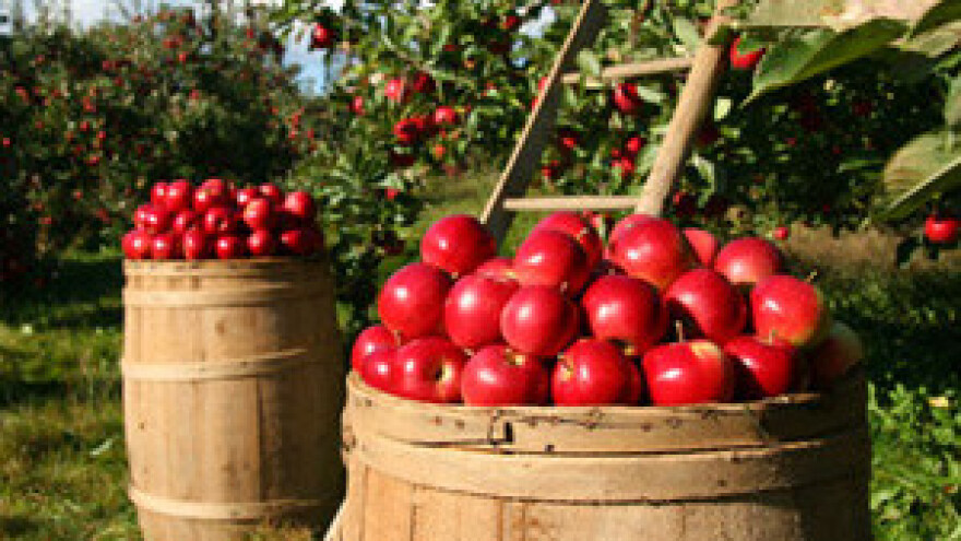 I u navodnjavanim voćnjacima urod 40 posto manji