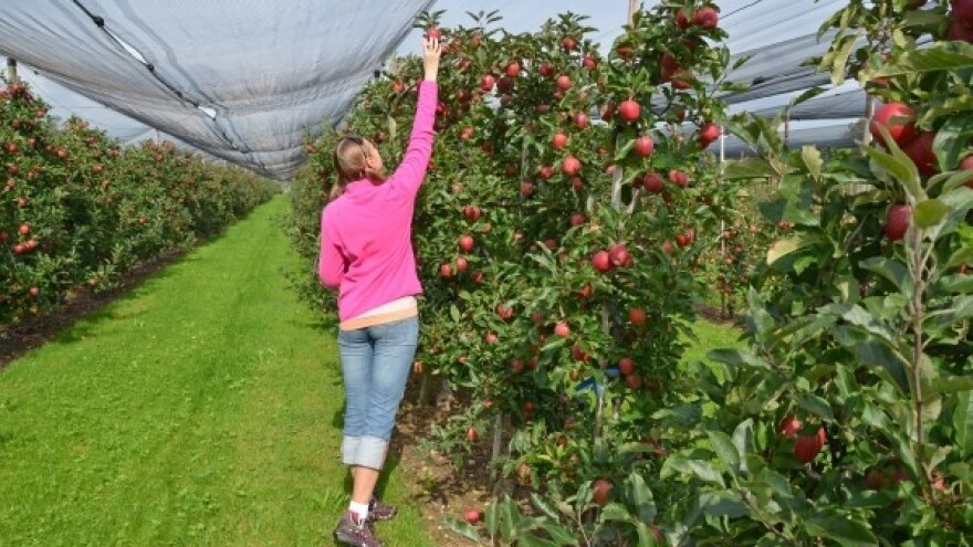 Trgovci na ramenima voćara - problemi i rješenja?