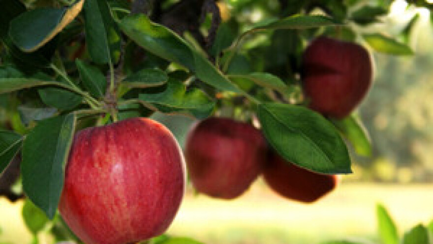 Hrvatskoj prijeti nedostatak voća