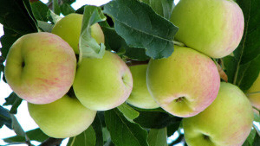 Integrirana proizvodnja voća