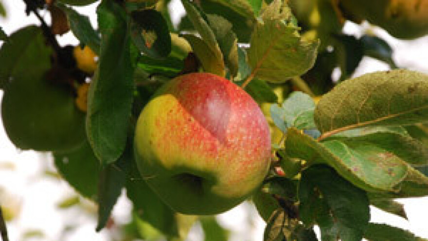 Kraj radu na crno - sezonci na posao s knjižicama i vaučerima