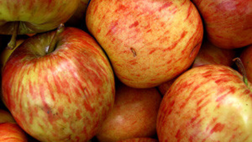 Radionica u sklopu projekta JABUKA.NET 2 u Kruševici