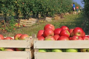 Posljednja zaštita kasnih sorti jabuka