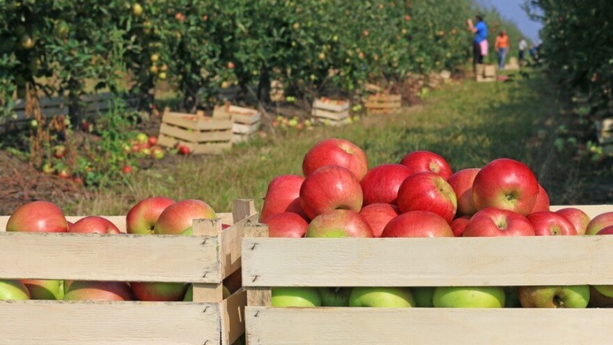 Posljednja zaštita kasnih sorti jabuka