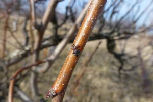 Kako štititi voćke bez primene pesticida?