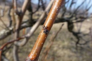 Kako štititi voćke bez primjene pesticida?