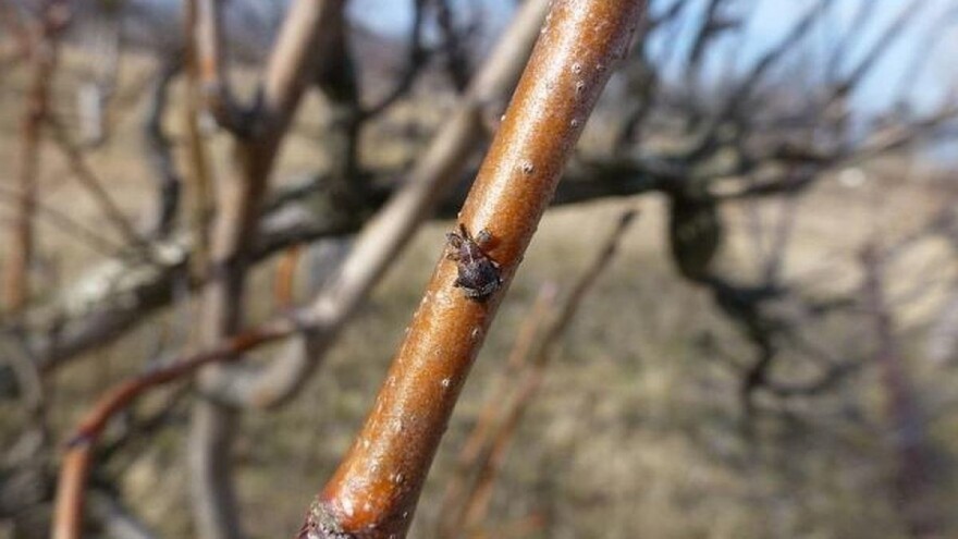 Kako štititi voćke bez primjene pesticida?