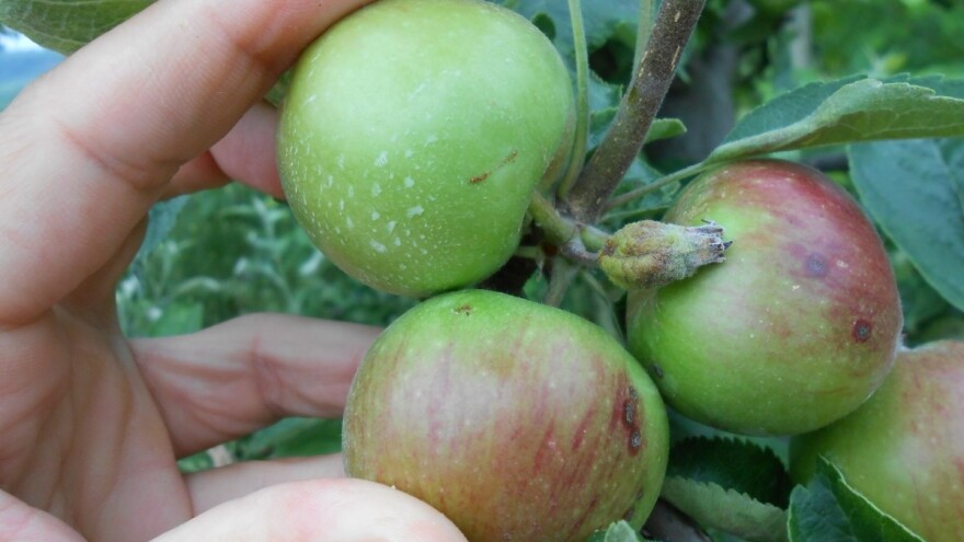 Jabukin, breskvin, šljivin smotavac i kako ih suzbiti