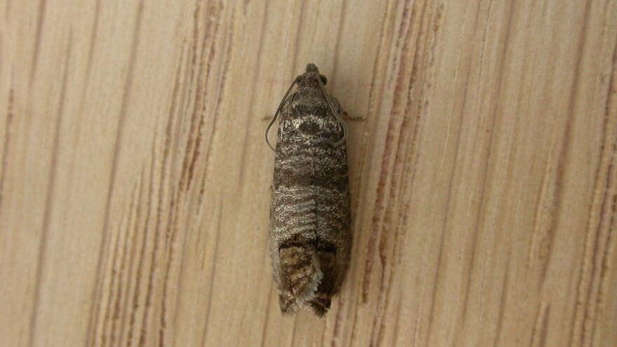 Jabukin smotavac: Karakteristike i način suzbijanja