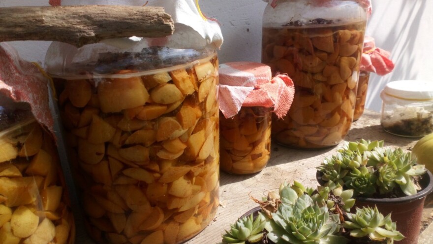 Lekovite biljke mogu za čajeve i tinkture, ali i u zimnicu