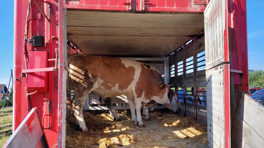 U toku javni poziv za dodjelu steonih junica za 16 porodica