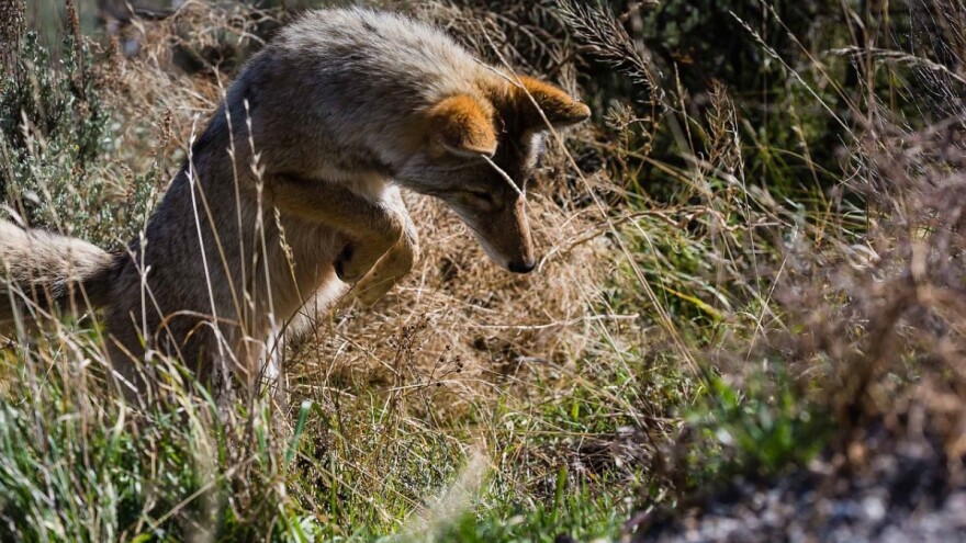 Pucao u šakala - pogodio ilegalnog migranta