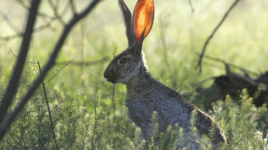 Spriječimo štete od zečeva u voćnjacima
