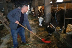 Redžepove krave na planini borave od ranog proljeća do prvih snjegova