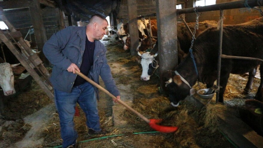 Redžepove krave na planini borave od ranog proljeća do prvih snjegova