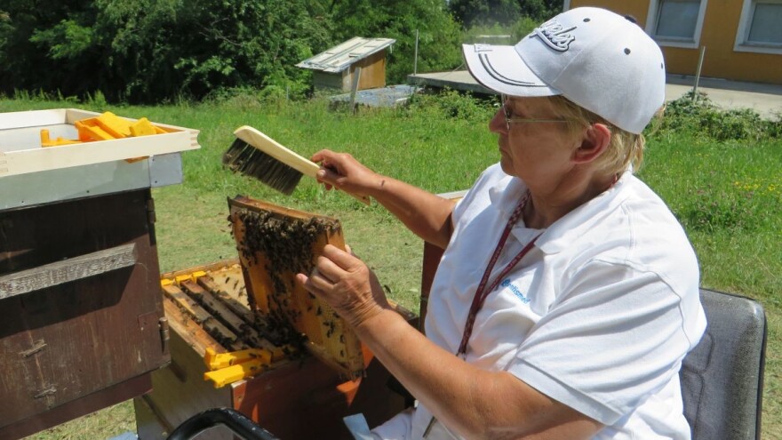 Na pčelinjak može svatko - zaživio prvi urbani inkluzivni terapijski pčelinjak