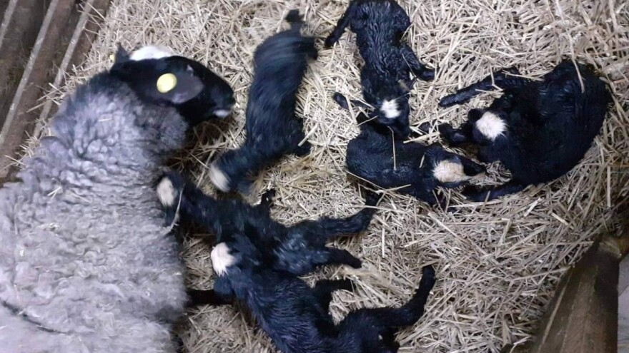 Ovca kod Radoslava Matića ojagnjila šestorke - i to je 13. slučaj za dve i po godine