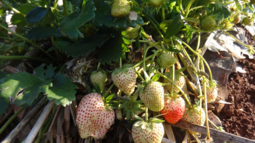 Biljni hormoni u plasteničkom uzgoju jagoda