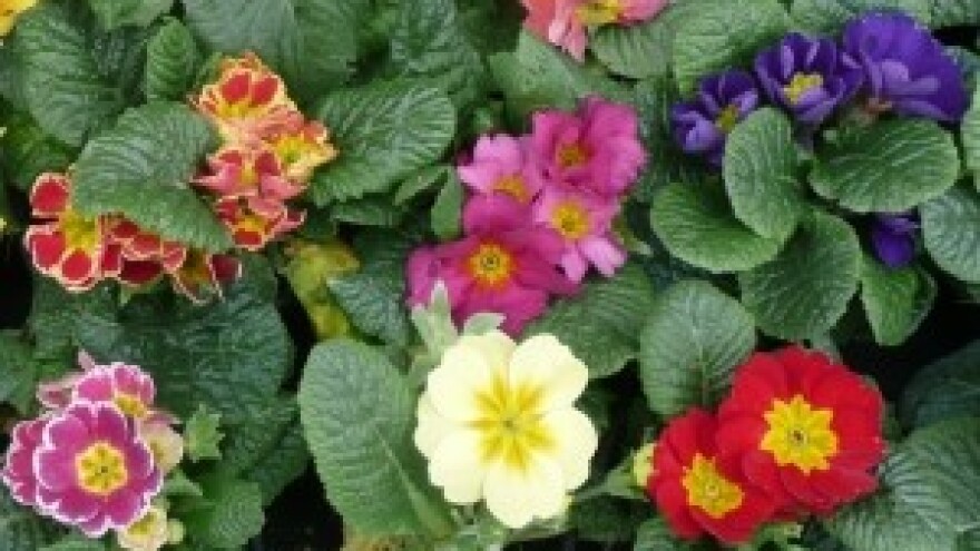 Proljetni vrtić od jaglaca, paprati, zumbula