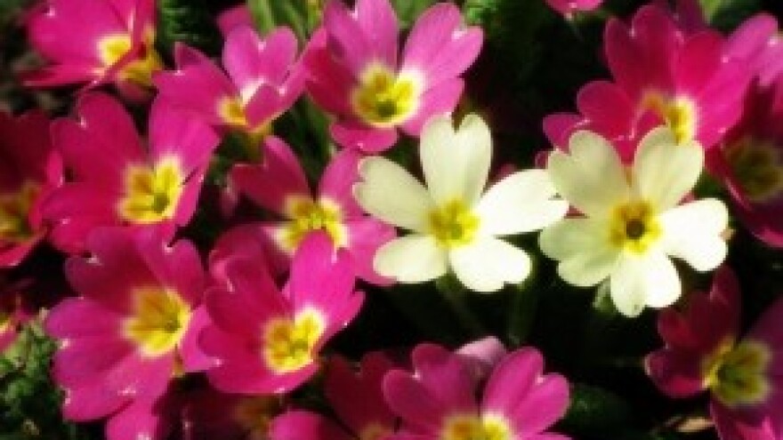 Vesele boje i dvostruki mirisni cvjetovi jaglaca