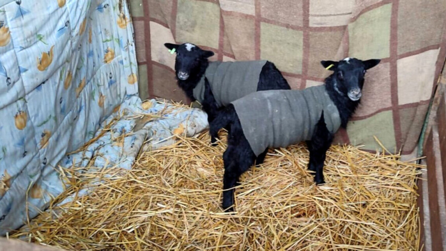 Siročićima Nikoli i Nikolini po prsluk i "apartman" dok ne odrastu