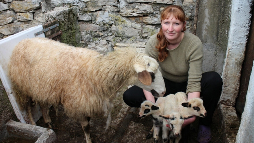 Ovca Labuda ojagnjila četvorke!