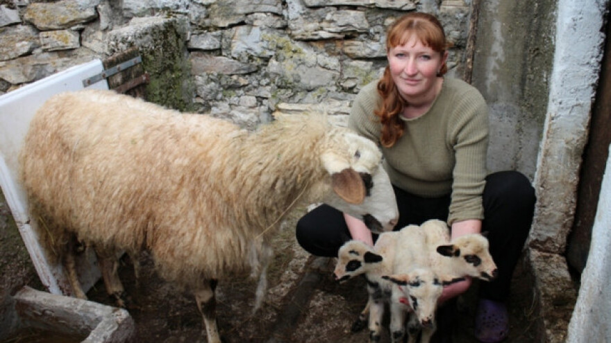 Ovca Labuda ojagnjila četvorke!