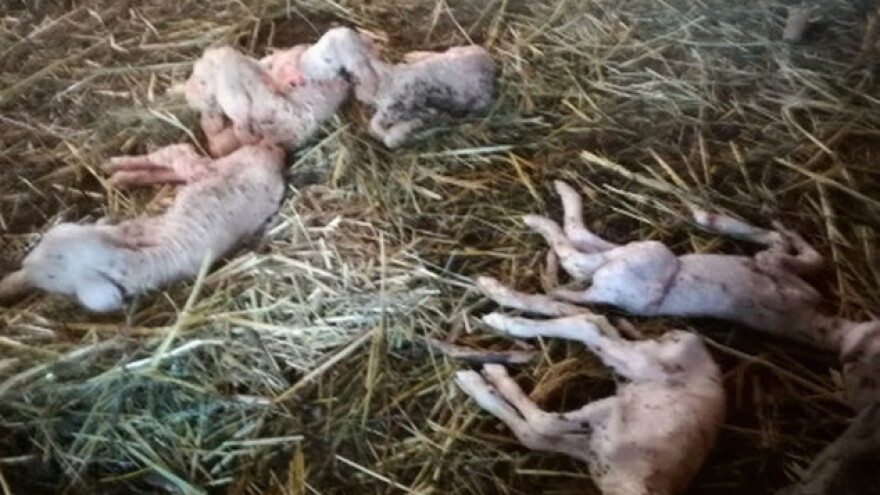 Ishrana priplodnih ovaca