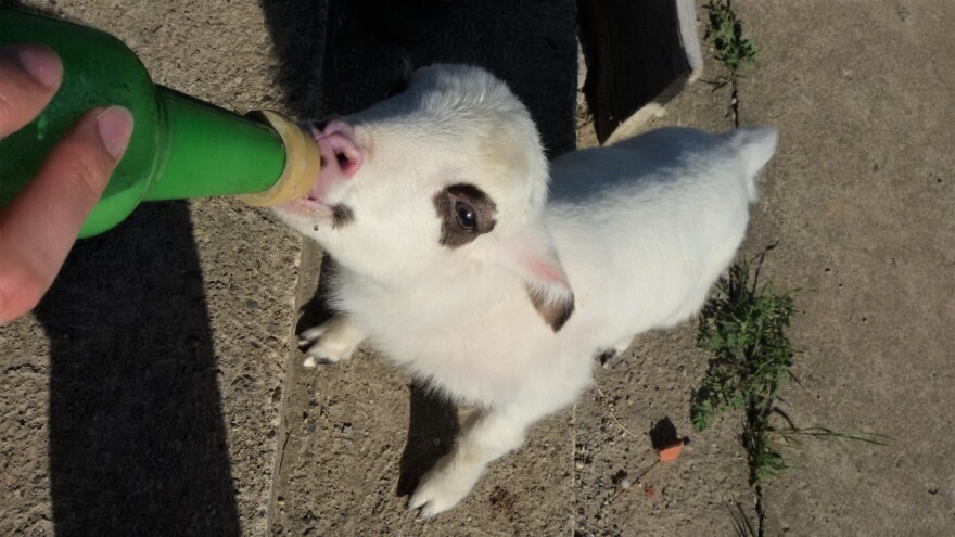 Koje su prednosti hladne zamene mleka za jagnjad?