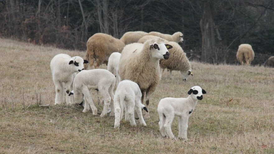 Jaganjci i prasići skuplji, pala otkupna cena teladi u klanicama