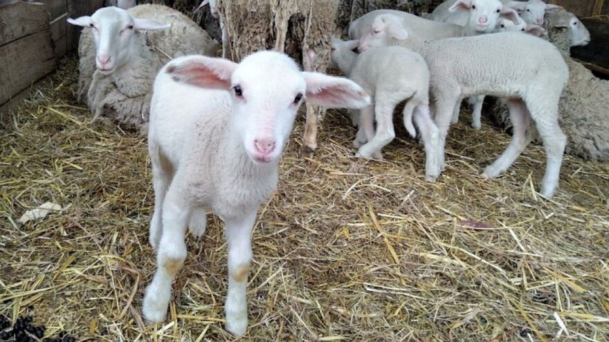 Kako izliječiti jagnjad od pantljičare?