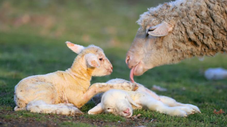 Šta treba znati o postupku jagnjenja?