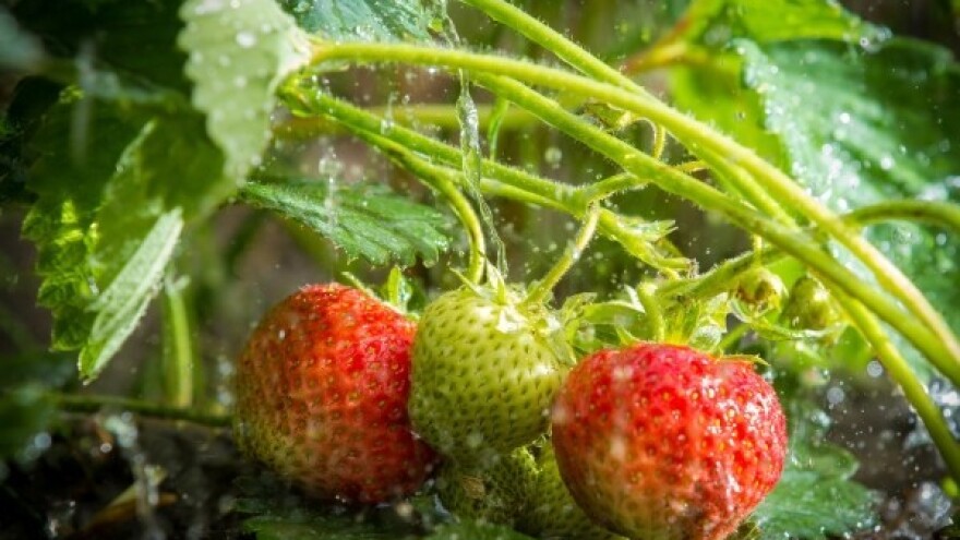 Nedostatak vode sve veći problem za jagode