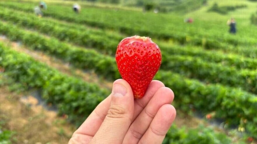 Zašto vam jagode nisu slatke? Evo gdje najčešće griješimo