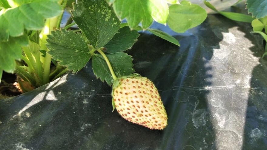 Španska jagoda netaknuta na rafovima Evrope, a šta će biti sa našom?