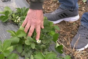 Mraz uništio jagode u Sremu - ima li nade za plasteničke?