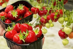 U Japanu se uskoro otvara drive-in plastenik za branje i kupovinu jagoda