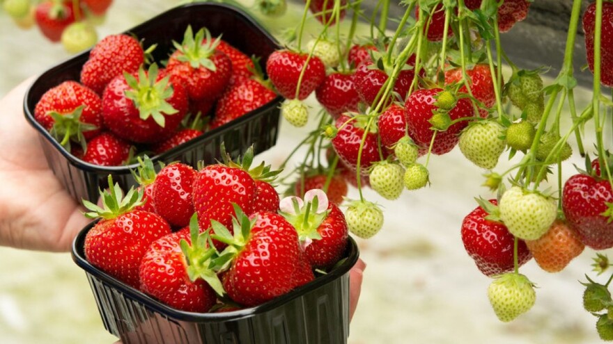 U Japanu se uskoro otvara drive-in plastenik za branje i kupovinu jagoda