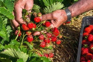 Uspješna tradicija gajenja jagoda još od kulina Bana