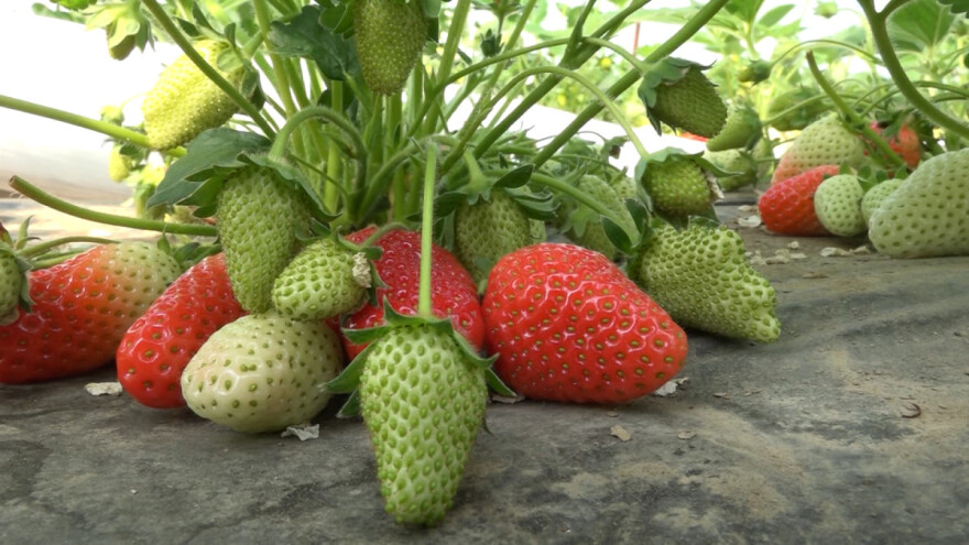 Letnja sadnja jagoda od A do Š