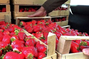 Branje jagoda nije lako, ali mnogima je dodatni izvor prihoda, a i voćari su zadovoljni